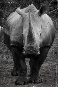 black and white (23 of 36)