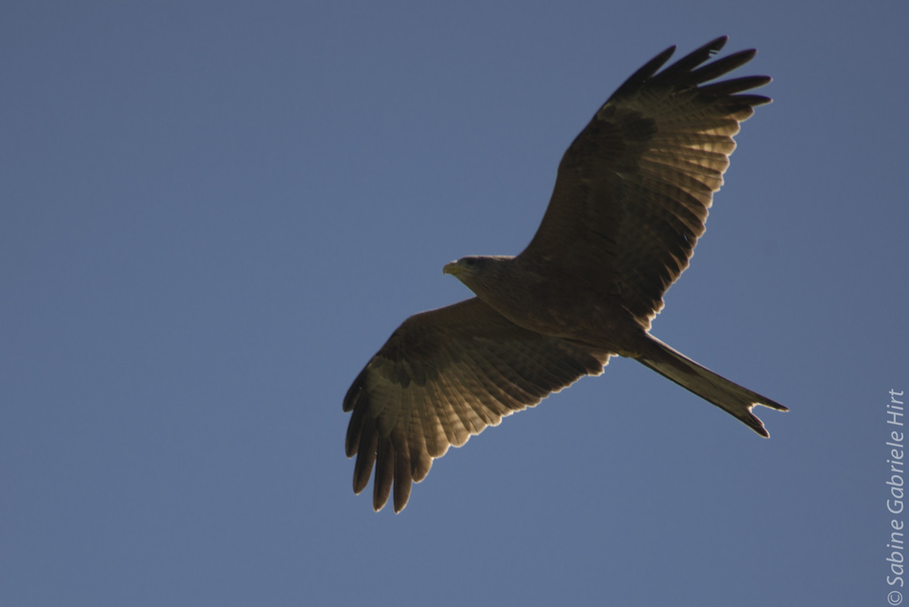 -> Birds Large and Small (2015)