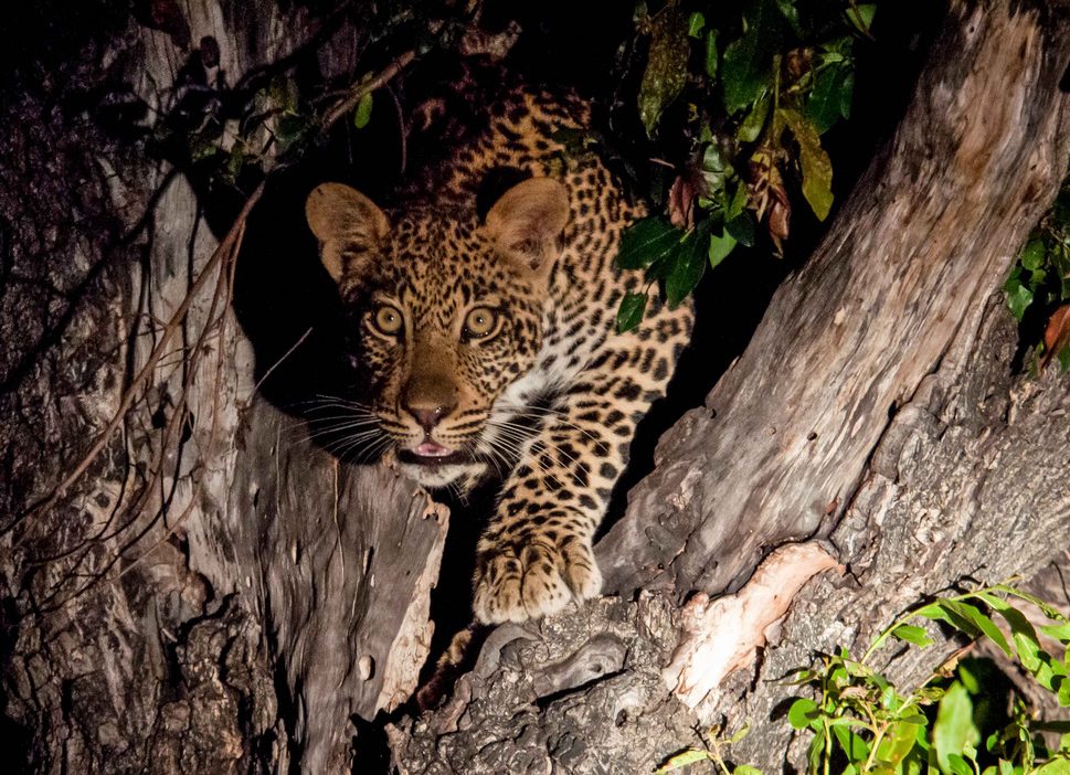 -> Lots of Spots (Leopards, Cheetahs, Hyenas)