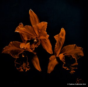 ORANGE ORCHIDS, 2013 Acrylic on Canvas, 40x40"