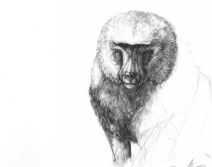 Olive Baboon, Pencil, 2015, Lake Manyara