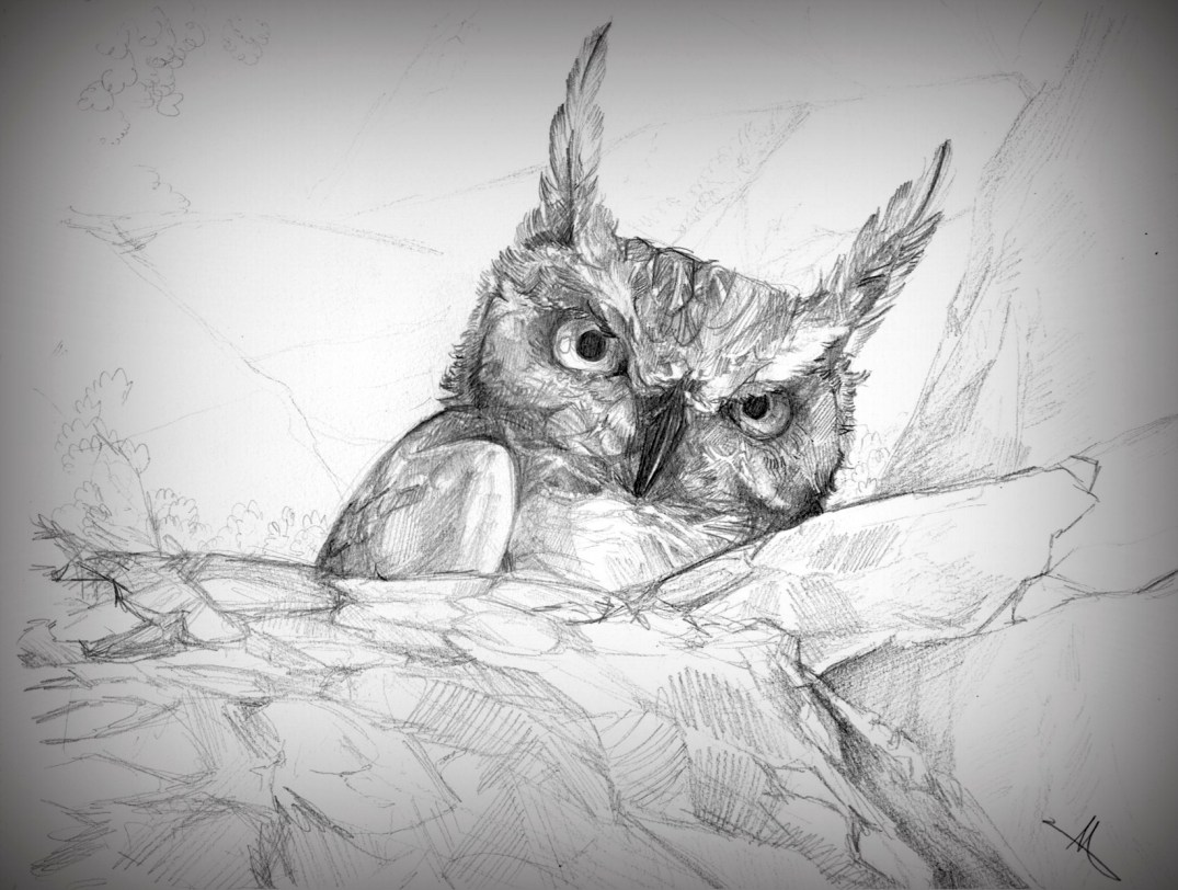 160508_Sossusvlei Owl.jpg