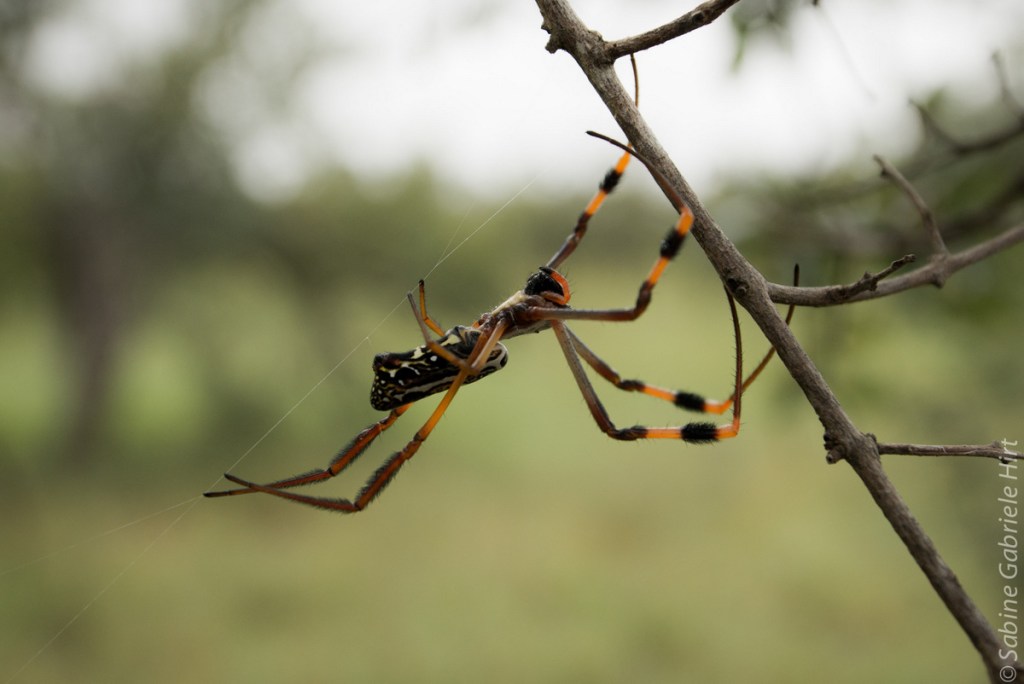 -> The Good, the Bad, the Ugly