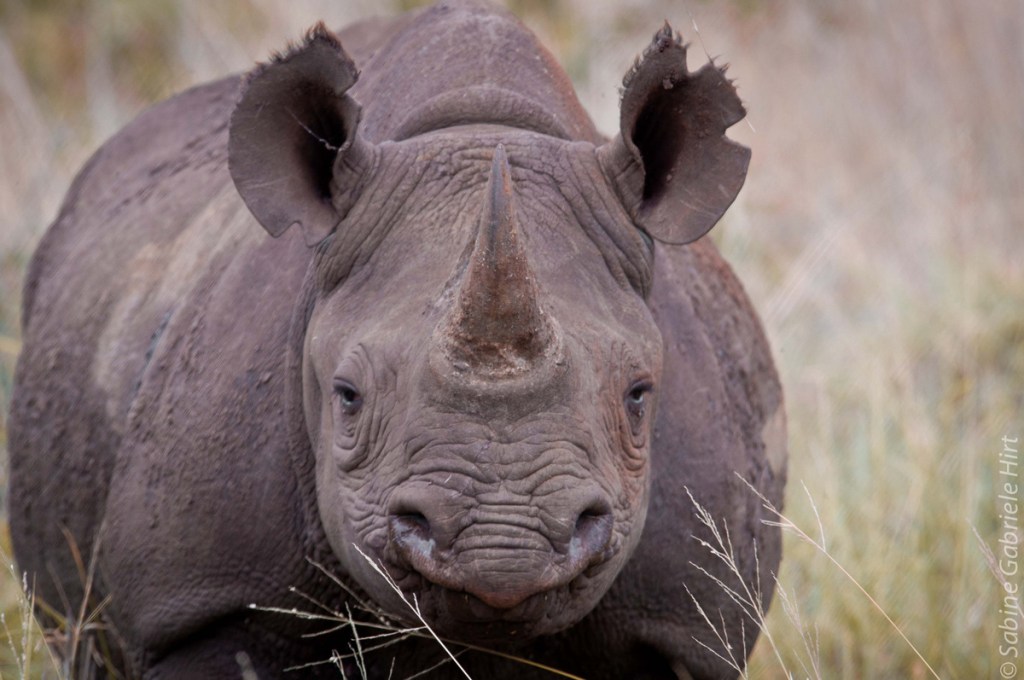 Black rhino (Phinda)