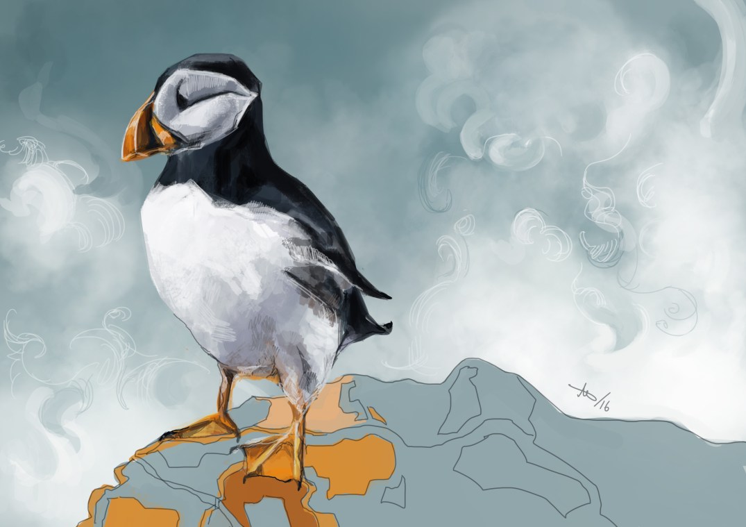 161124_Puffin.jpg