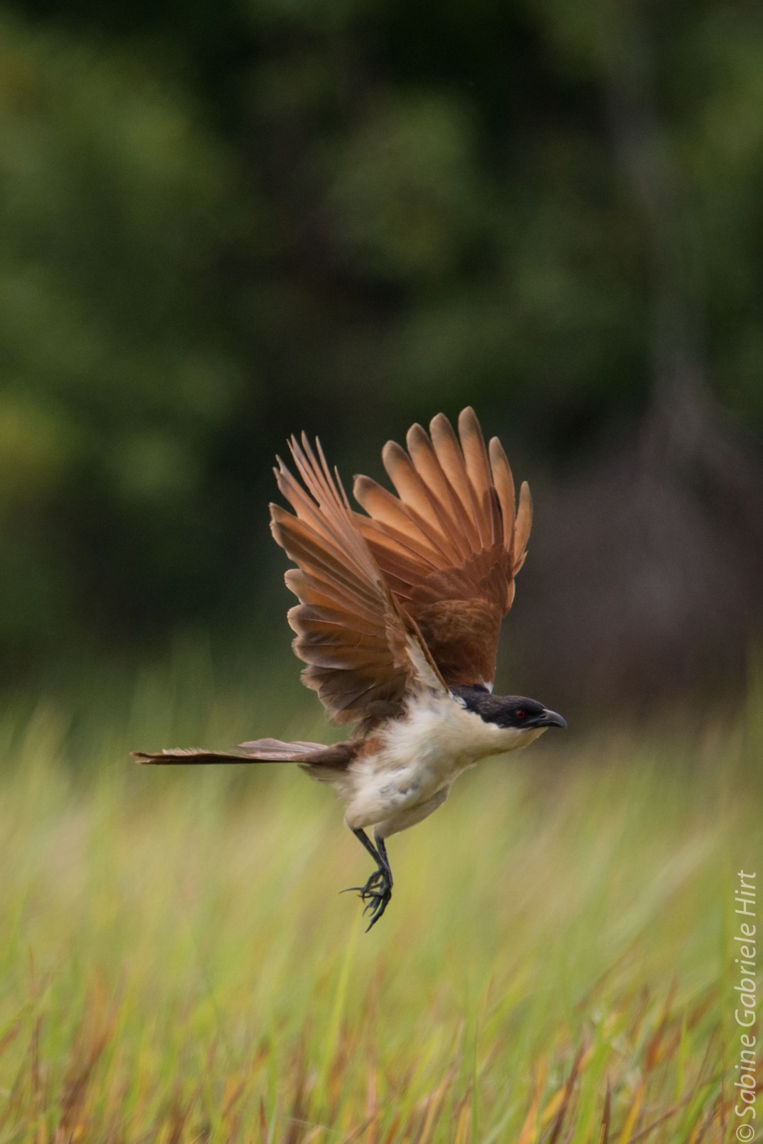 birds-in-flight-coppery-tailed-coucal
