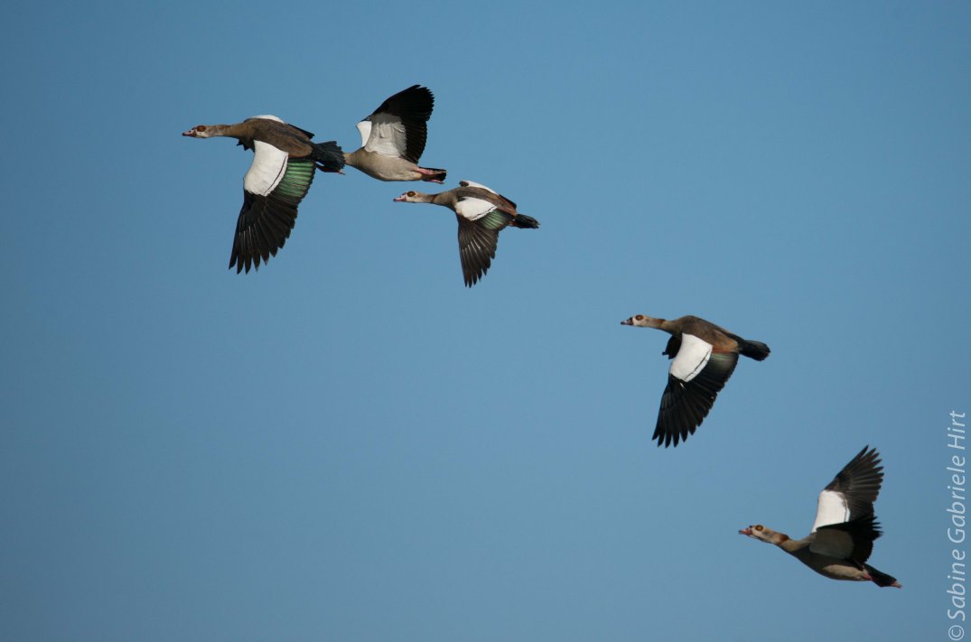 birds-in-flight-egyptian-geese