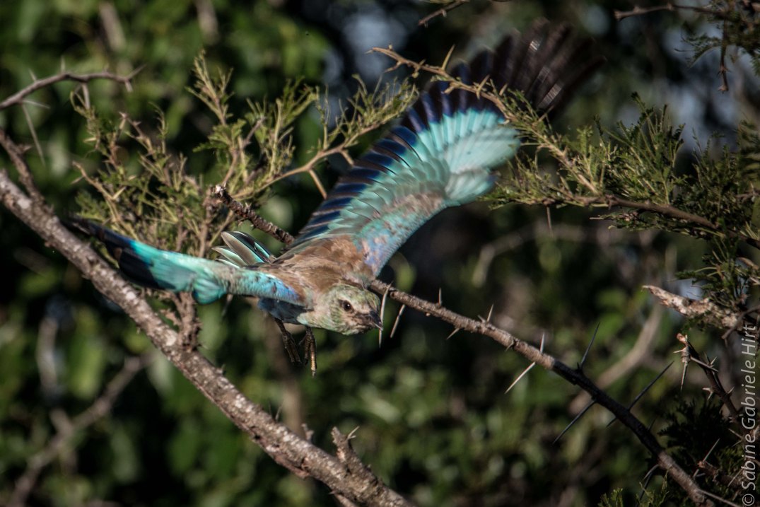 birds-in-flight-european-roller
