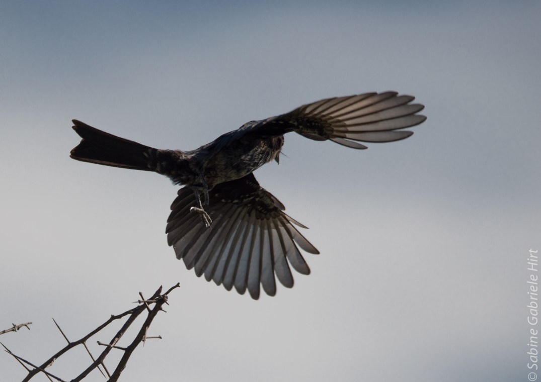 birds-in-flight-fork-tailed-drongo