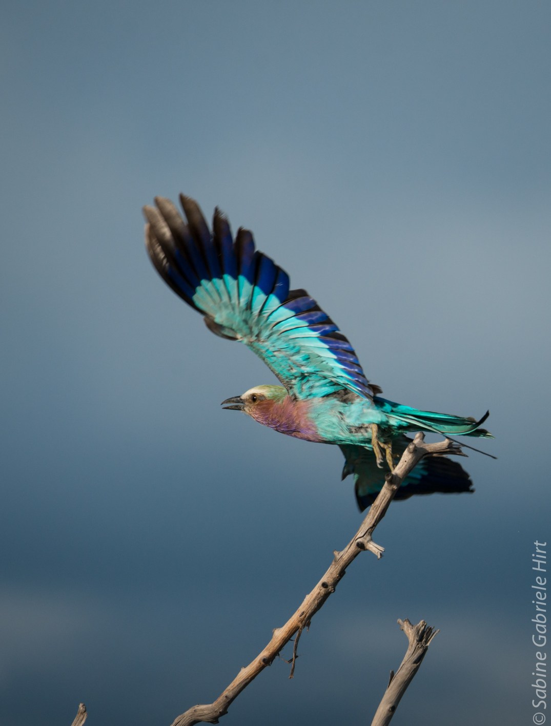 birds-in-flight-lilac-breasted-roller