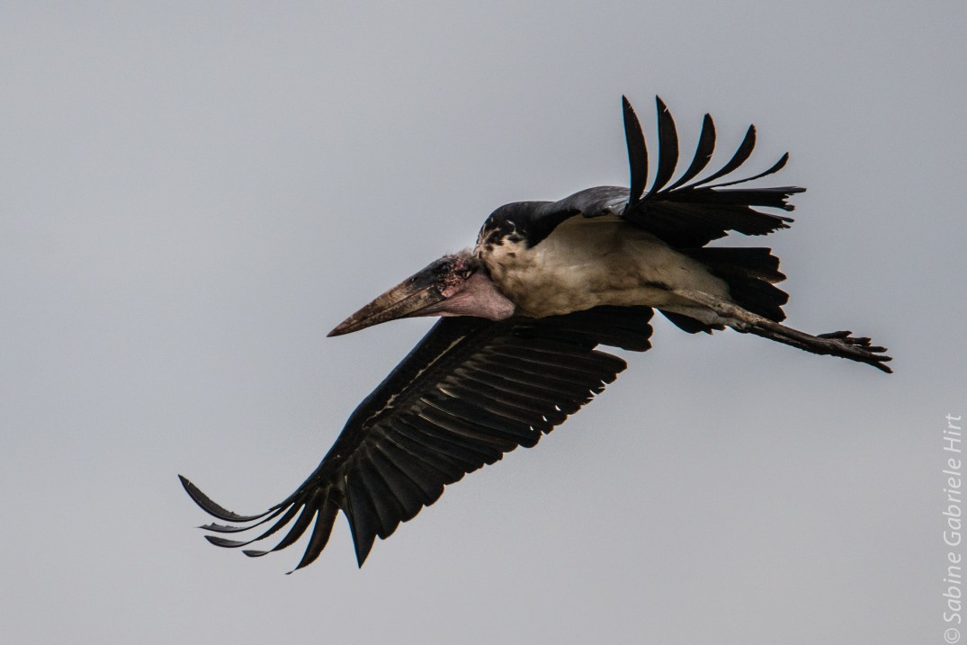 birds-in-flight-marabou-stork