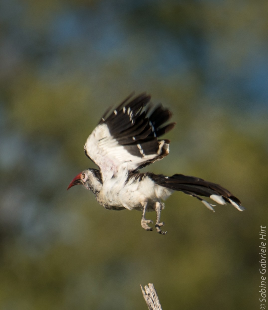 birds-in-flight-red-billed-hornbill