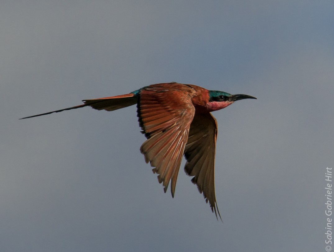 birds-in-flight-southern-carmine-bee-eater