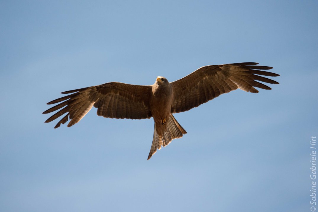 birds-in-flight-yellow-billed-kite