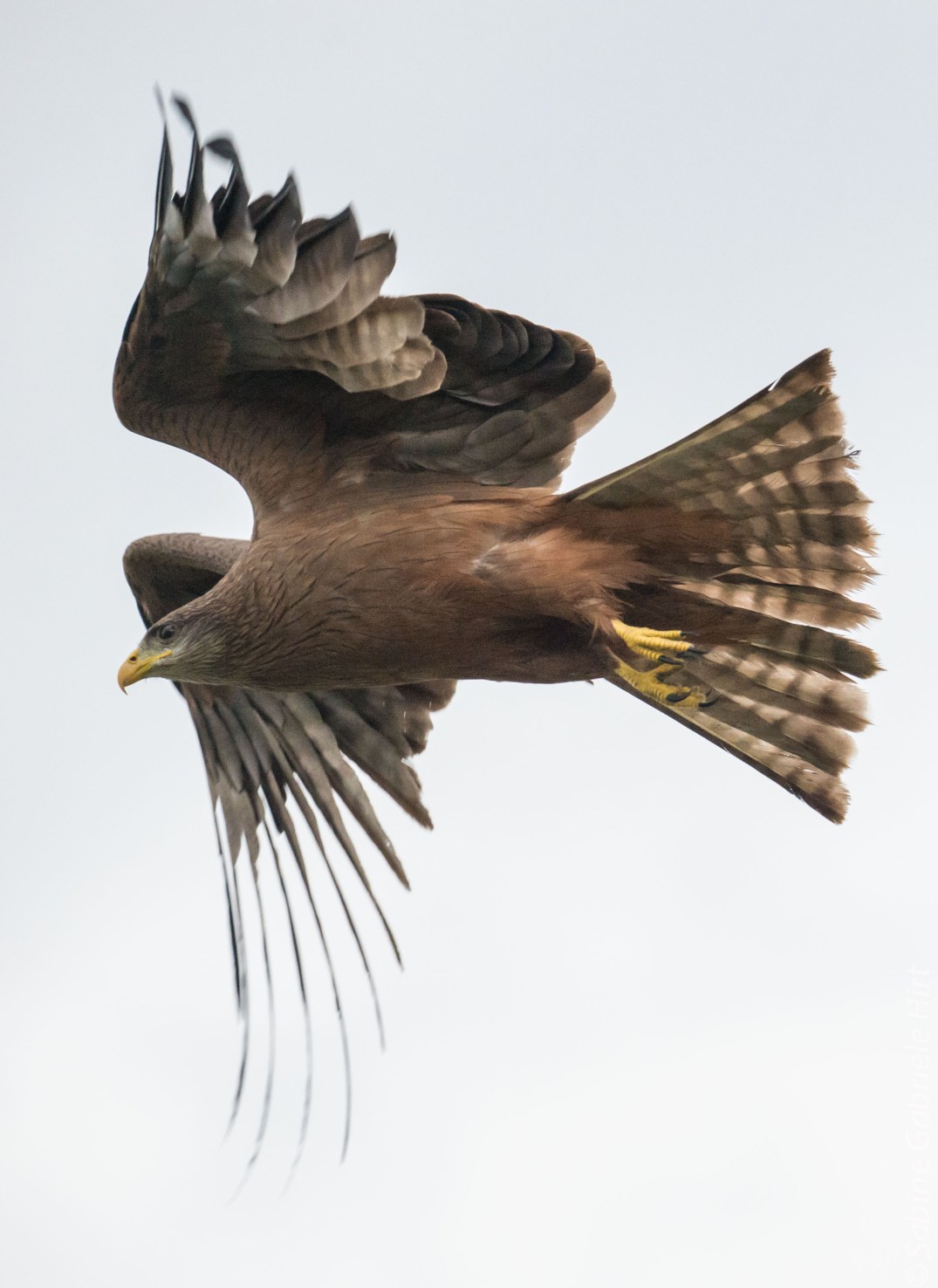 birds-in-flight-yellow-billed-kite2