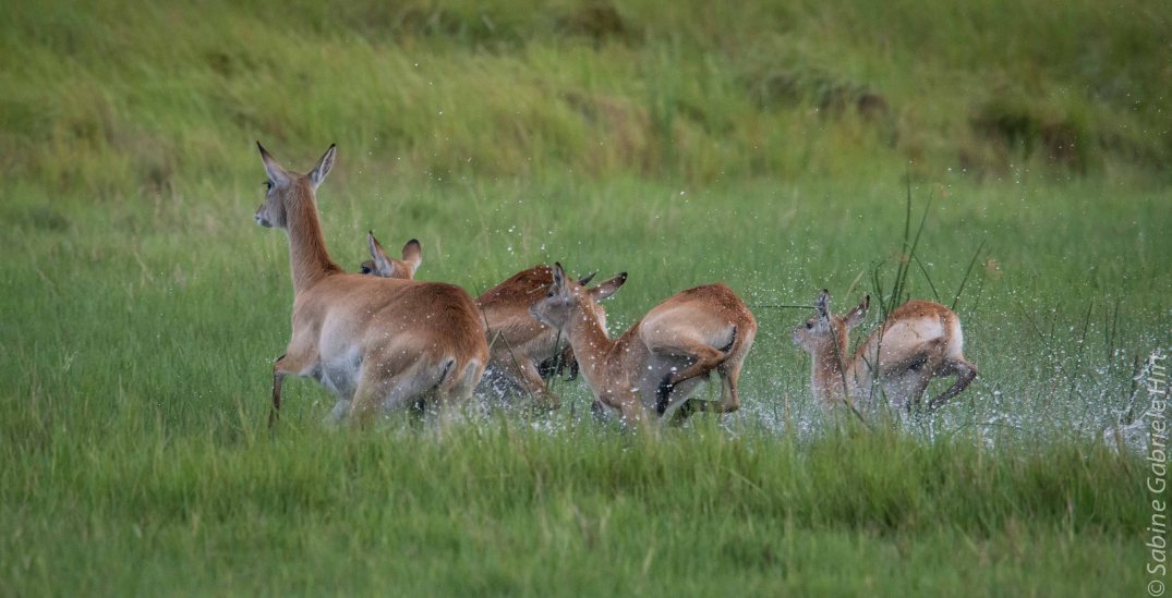 general-game-lechwes